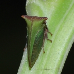 Sextius virescens at Capalaba, QLD - 1 Mar 2024