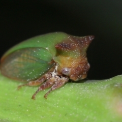 Sextius virescens at Capalaba, QLD - 1 Mar 2024 10:01 AM