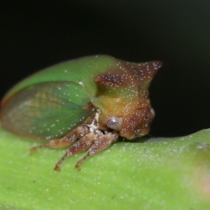 Sextius virescens at Capalaba, QLD - 1 Mar 2024 10:01 AM