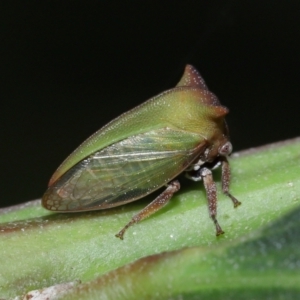 Sextius virescens at Capalaba, QLD - 1 Mar 2024