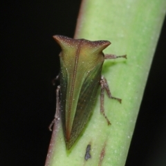 Sextius virescens at Capalaba, QLD - 1 Mar 2024