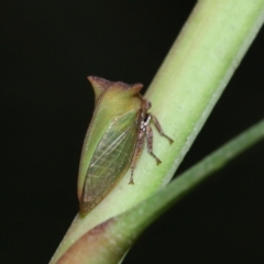 Sextius virescens at Capalaba, QLD - 1 Mar 2024