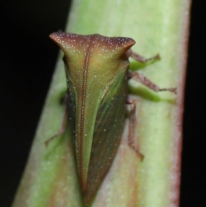 Sextius virescens at Capalaba, QLD - 1 Mar 2024 10:03 AM