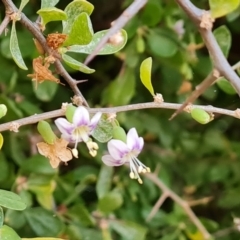 Lycium ferocissimum (African Boxthorn) at Lake Burley Griffin West - 9 Mar 2024 by Mike