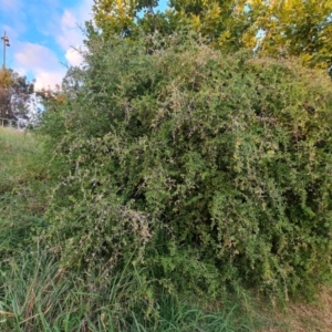 Lycium ferocissimum at Lake Burley Griffin West - 9 Mar 2024