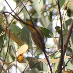 Pardalotus punctatus (Spotted Pardalote) at Thirlmere Lakes National Park - 5 Mar 2024 by Curiosity