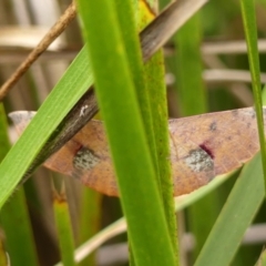 Oenochroma vinaria (Pink-bellied Moth, Hakea Wine Moth) at Braemar - 6 Mar 2024 by Curiosity