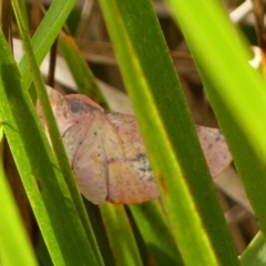 Oenochroma vinaria at Wingecarribee Local Government Area - 6 Mar 2024