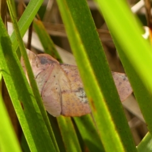 Oenochroma vinaria at Wingecarribee Local Government Area - 6 Mar 2024