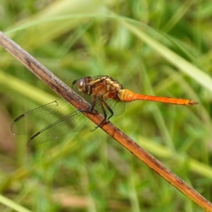 Orthetrum villosovittatum at Sanctuary Point - Basin Walking Track Bushcare - 8 Feb 2024