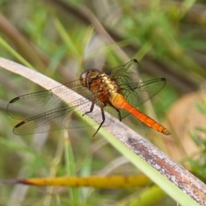 Orthetrum villosovittatum at Sanctuary Point - Basin Walking Track Bushcare - 8 Feb 2024