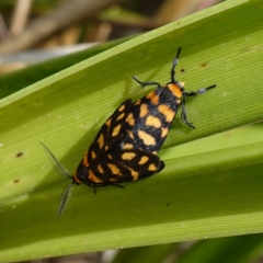 Asura lydia (Lydia Lichen Moth) at Sanctuary Point, NSW - 7 Feb 2024 by RobG1