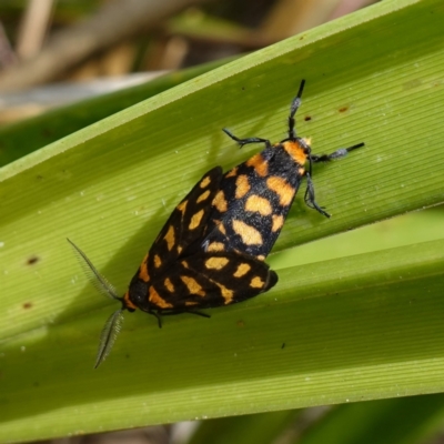 Asura lydia (Lydia Lichen Moth) at Sanctuary Point - Basin Walking Track Bushcare - 7 Feb 2024 by RobG1