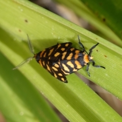 Asura lydia at Sanctuary Point - Basin Walking Track Bushcare - 8 Feb 2024