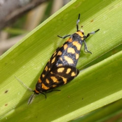 Asura lydia at Sanctuary Point - Basin Walking Track Bushcare - 8 Feb 2024