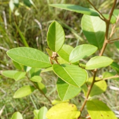 Pomaderris (genus) at Sanctuary Point - Basin Walking Track Bushcare - 8 Feb 2024 by RobG1