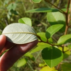 Pomaderris (genus) at Sanctuary Point - Basin Walking Track Bushcare - 8 Feb 2024 10:25 AM