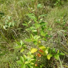 Pomaderris (genus) at Sanctuary Point - Basin Walking Track Bushcare - 8 Feb 2024 10:25 AM
