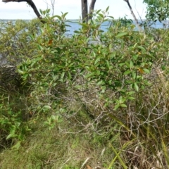 Pomaderris (genus) at Sanctuary Point - Basin Walking Track Bushcare - 8 Feb 2024 10:25 AM