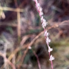 Digitaria brownii (Cotton Panic Grass) at Googong, NSW - 8 Mar 2024 by Wandiyali