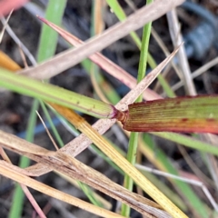 Digitaria brownii at Wandiyali-Environa Conservation Area - suppressed