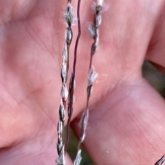 Digitaria brownii at Wandiyali-Environa Conservation Area - suppressed