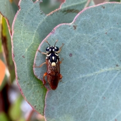 Pergagrapta latreillii (Sawfly) at QPRC LGA - 9 Mar 2024 by Wandiyali