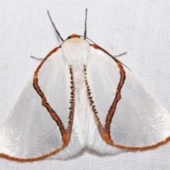 Thalaina selenaea (Orange-rimmed Satin Moth) at Jerrabomberra, NSW - 8 Mar 2024 by DianneClarke