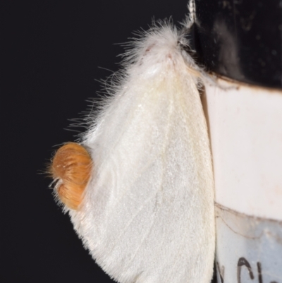 Acyphas chionitis (White Tussock Moth) at QPRC LGA - 8 Mar 2024 by DianneClarke