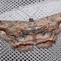 Scioglyptis lyciaria (White-patch Bark Moth) at Jerrabomberra, NSW - 8 Mar 2024 by DianneClarke