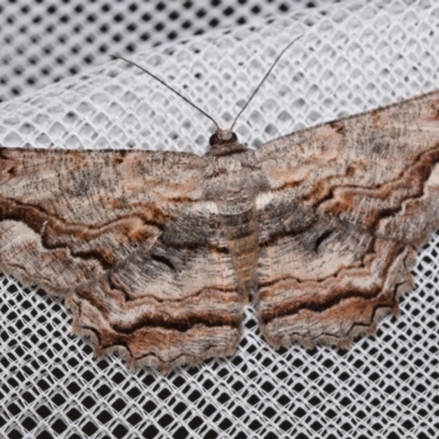 Scioglyptis lyciaria (White-patch Bark Moth) at Jerrabomberra, NSW - 8 Mar 2024 by DianneClarke