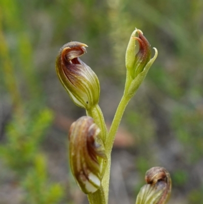 Pterostylis furva (Swarthy Tiny Greenhood) at Boolijah, NSW - 8 Feb 2024 by RobG1