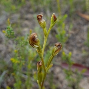 Speculantha furva at Morton National Park - 8 Feb 2024