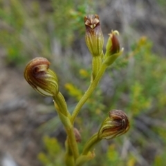 Speculantha furva at Morton National Park - 8 Feb 2024