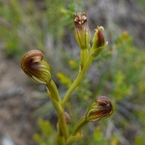 Speculantha furva at Morton National Park - 8 Feb 2024