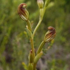 Speculantha furva at Morton National Park - 8 Feb 2024