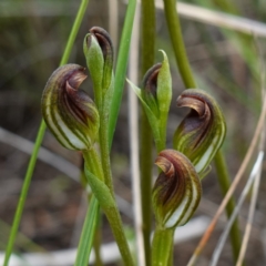 Speculantha furva (Swarthy Tiny Greenhood) at Morton National Park - 8 Feb 2024 by RobG1