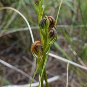 Speculantha furva at Morton National Park - suppressed