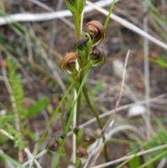 Speculantha furva at Morton National Park - suppressed