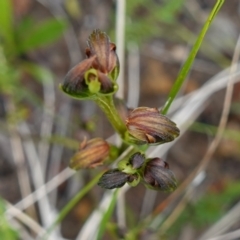 Speculantha furva at Morton National Park - suppressed