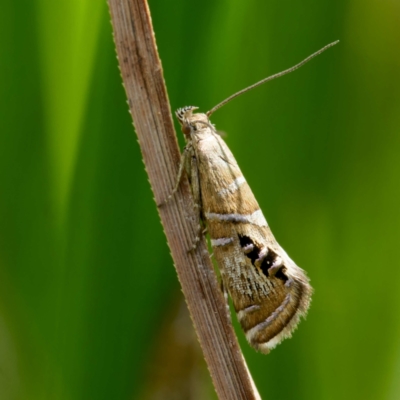 Glyphipterix iometalla (A Sedge moth) at Captains Flat, NSW - 8 Mar 2024 by DPRees125