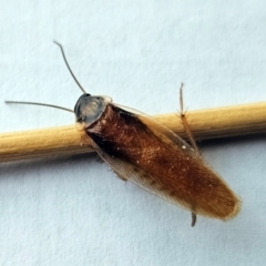 Johnrehnia sp. (genus) (A coachroach) at Hawker, ACT - 9 Mar 2024 by sangio7