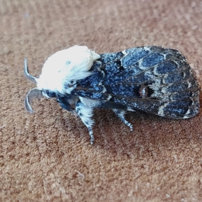 Genduara punctigera (Spotted Clear Winged Snout Moth) at Yass River, NSW - 8 Mar 2024 by SenexRugosus