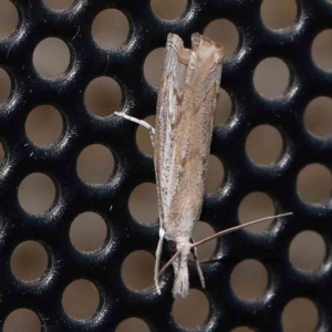 Culladia cuneiferellus at Turner, ACT - 27 Feb 2024