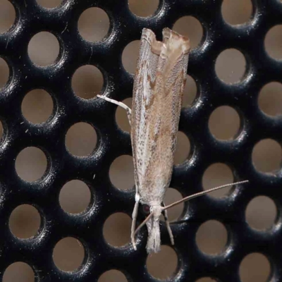 Culladia cuneiferellus (Crambinae moth) at Turner, ACT - 27 Feb 2024 by ConBoekel