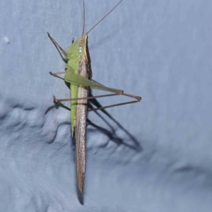 Conocephalus semivittatus at Turner, ACT - 26 Feb 2024