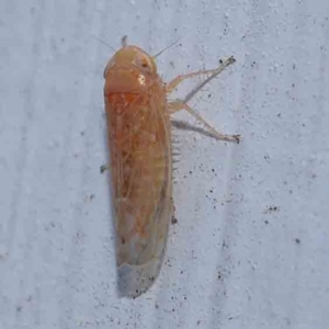 Cicadellidae (family) at Turner, ACT - 3 Mar 2024