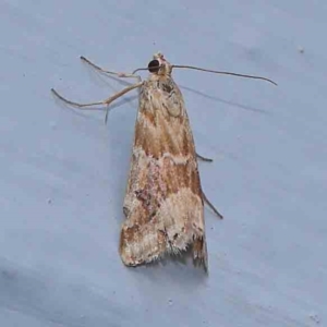 Hellula hydralis at Turner, ACT - 3 Mar 2024 09:35 PM