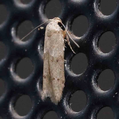 Blastobasis tarda (Gelechioidea) at Turner, ACT - 3 Mar 2024 by ConBoekel