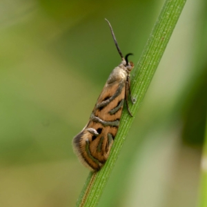 Glyphipterix cyanochalca at Yanununbeyan State Conservation Area - 8 Mar 2024 12:12 PM